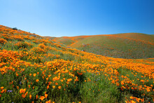 California Golden Poppies On Sprawling Hills During Spring Superbloom In The High Desert Of Southern California USA