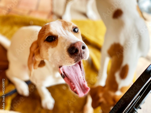 犬 アドビストックのデザイン かべいろ Com おしゃれ壁紙リフォーム貼り替え インクジェット壁紙のかべいろ Com 犬 アドビストックのデザイン かべいろ Com おしゃれ壁紙リフォーム貼り替え インクジェット壁紙のかべいろ Com