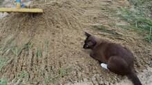Hand Is Spreading Sand With Metal Rake In The Golf Course Area Closeup, Brown Cat Staring.