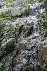 Wall Mural - a river flows fast among stones and plants