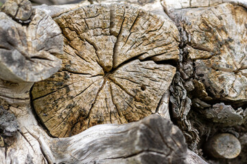 Wall Mural - wood texture