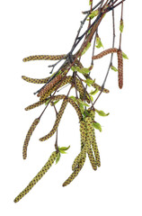 Wall Mural - spring april twigs with flowering buds of wild birch tree isolated