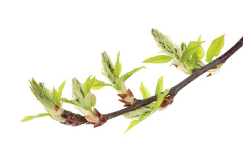 Wall Mural - spring april twigs with flowering buds and leaves of wild alder tree isolated