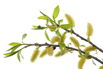 Wall Mural - spring april willow buds abd bugs isolated