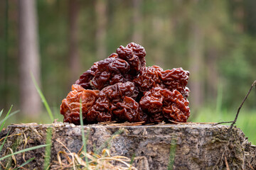 Wall Mural - Mushrooms Gyromitra in forest in spring, wildlife scene. Stack of false morels on pine stump.