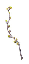 Watercolor Cherry Branch With Opening Buds