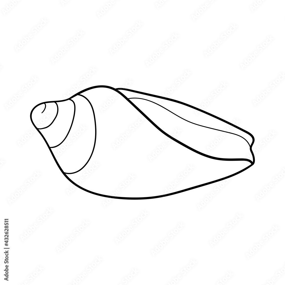 Hand-drawn cone shell of engraved line. Design element for invitations ...