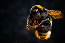 Furry Bumblebee In Pollen On Black Background