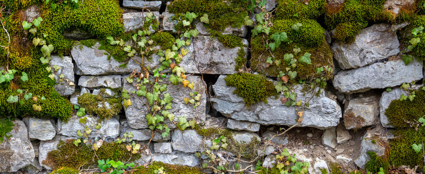 wide panorama of a old natural stone wall covered with green and brown moss and ivy for natural back