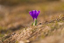 Izolate Purple Crocus Flowers