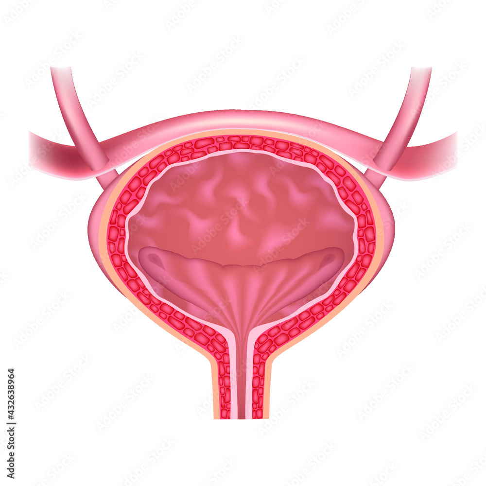 Human bladder anatomy. Sectional view of the internal organ. Vector ...