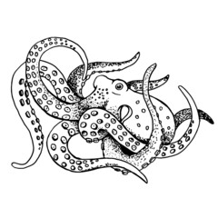 Black and white drawing of an octopus. Tentacles. Black marker sketch. Vector illustration