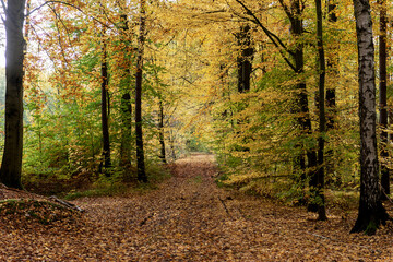 Wall Mural - Footpath in the autumn forest. Autumn landscape