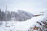 Fototapeta  - Wood in the harz mountains