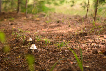 Green forest, grass, leaves, mushrooms in summer