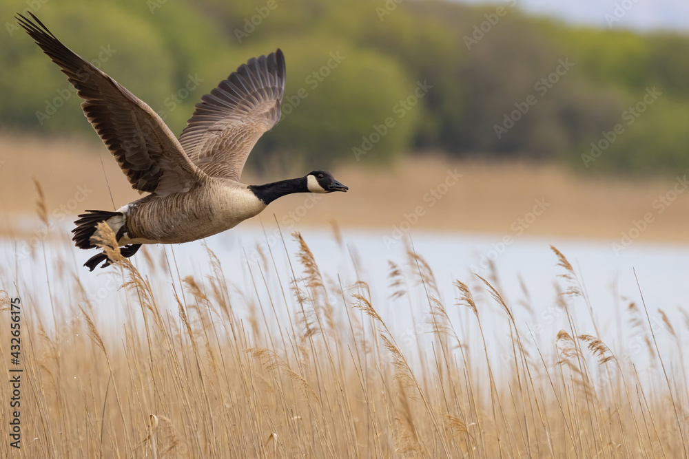 Canada Goose in Flight 3 Stock Photo | Adobe Stock