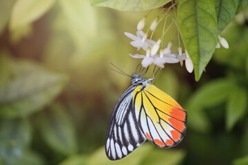 Closeup beautiful butterfly on wild water plum white flower in summer garden, monarch tiger butterfly wildlife insect in nature