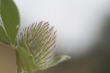 Wall Mural - bud of a plant