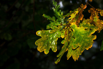 Poster - Colorful tinted oak leaves after the rain.