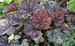 Heuchera blood-red with  red leaves adds bright colors to the garden.
