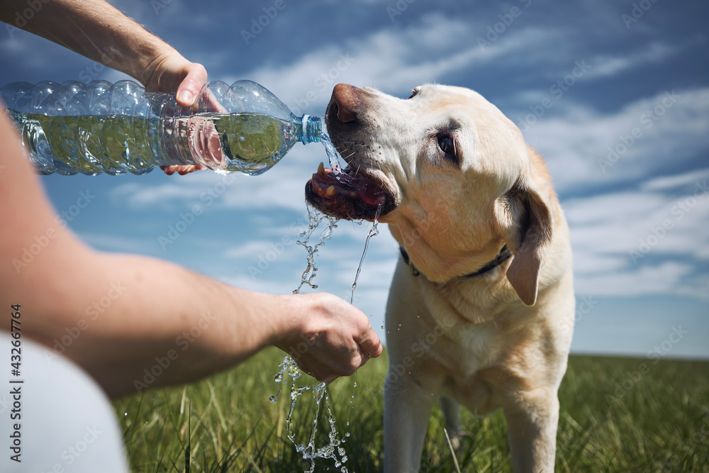 Dog drinking water from plastic bottle. Pet owner takes care of his labrador retriever during hot sunny day. - obrazy, fototapety, plakaty 