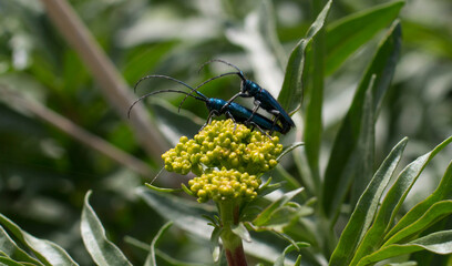 two beetles in the forest