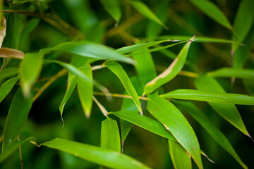  Green bamboo leaves or bush, beautiful natural background