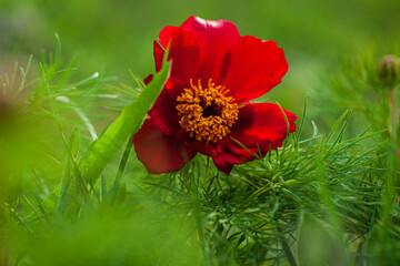 Red beautiful meadow flowers poppies grow on a meadow or in a garden