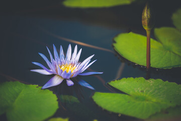Wall Mural - blue lotus flower blossom or water lily blooming in pond with sunlight in garden outdoor nature.