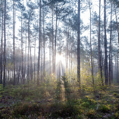 Wall Mural - fresh leaves lit up in early morning sunshine between trunks of forest in spring