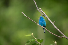 Selective Focus Shot Of A Beautiful Blue Indigo Bunting Bird Perched On A Branch