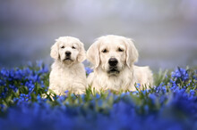Golden Retriever Dog And Her Puppy Posing On A Field Of Blue Flowers Outdoors In Spring