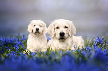 golden retriever dog and her puppy posing on a field of blue flowers outdoors in spring