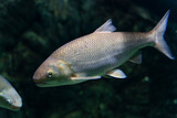 Fototapeta Zwierzęta - Gray river fish swims in the water of a large aquarium. Close-up. Underwater world.