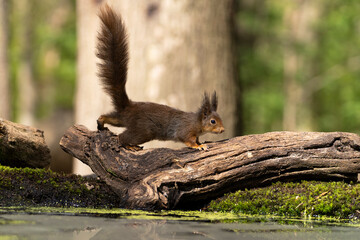 Wall Mural - Erasian Red Squirrel - Sciurus vulgaris - in a forest eating and drinking