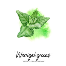 Warrigal Greens Watercolor Illustration Isolated On Splash Background