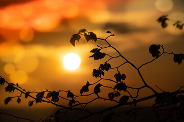 Wall Mural - abstract floral blurred background. plants at sunset on bokeh background