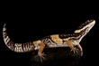 East Indian leopard gecko (Eublepharis hardwickii)