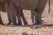 Baby Elephant Hiding Beneath His Mother`s Legs 