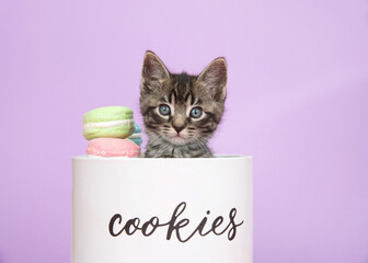 Wall Mural - Close up of one adorable tabby kitten peeking out of a porcelain cookie jar, looking at viewer. Purple background