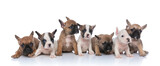 Fototapeta Zwierzęta - big group of small french bulldog puppies looking to side