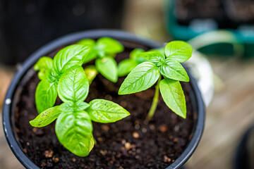 Wall Mural - Macro closeup of green sweet Italian basil plant showing detail and texture in soil flowerpot with bokeh background