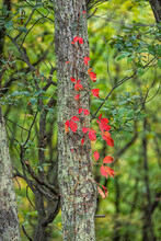 Colorful Red Foliage Vertical View Of Woodbine Wood Virginia Creeper On Tree In Autumn Fall Forest At Dolly Sods In West Virginia In National Forest Park With Vine Leaves