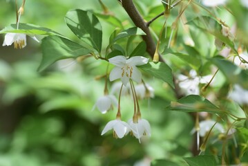 Poster - Japanese snowbell (Styrax japonica) flowers. Styracaceae deciduous tree.