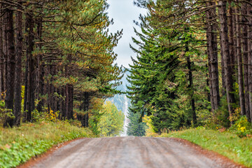 Wall Mural - Pov car point of view of road through spruce pine tree forest lining in symmetry in Dolly Sods, West Virginia in autumn fall