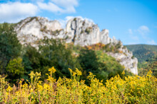 View Of Seneca Rocks Stone Cliffs From Visitor Center During Autumn With Foreground Of Bright Yellow Field Of Goldenrod Flowers Wildflowers With Blue Sky