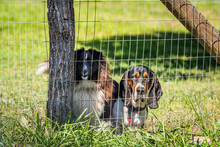 Two Angry Aggressive Border Collie And Basset Hound Dogs Behind Barbed Wire Fence In Rural Countryside Farm, Barking