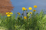 Fototapeta Fototapeta z dmuchawcami na ścianę - Żółte dmuchawce na tle wody wiosną