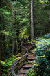 Vertical view on wooden boardwalk steps stairs hiking trail to Falls of Hills Creek waterfall in Monongahela national forest at Allegheny mountains, West Virginia