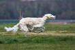 beautiful and cheerful barzoj dog or Russian hound running on a field path in a meadow in autumn